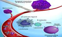 افزایش قدرت لوکوسیت ها برای از بین بردن سلول های سرطانی به کمک نانوذرات